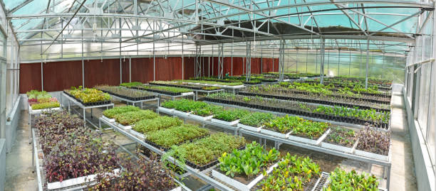 istock Green house for plant growing 1303698704