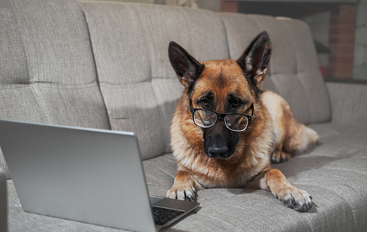 German Shepherd in large glasses with diopters lies on sofa with laptop and makes smart look. Charming worker lies at home in living room and does his job. Creative dog at remote work online.