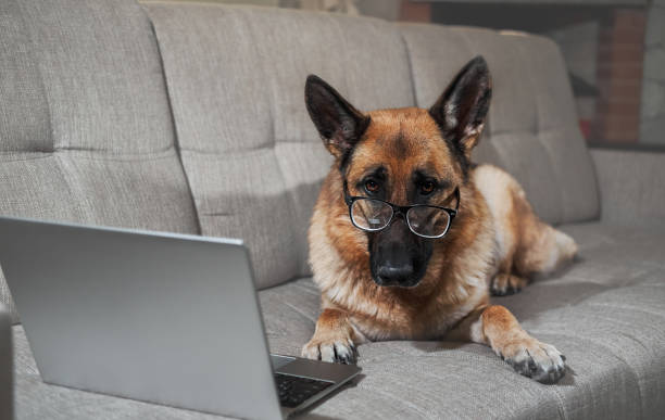 trabalhador charmoso fica em casa na sala e faz seu trabalho. cão criativo no trabalho remoto online. pastor alemão em copos grandes com diopters fica no sofá com laptop e faz olhar inteligente. - relaxation working humor sofa - fotografias e filmes do acervo