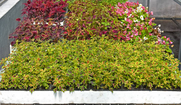 istock Green house for plant growing 1303700088
