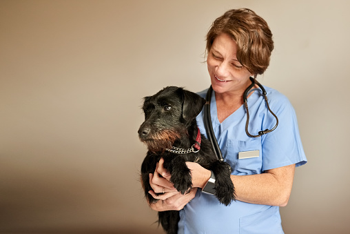 Portrait of a female veterinarian with small dog standing against a brown wall