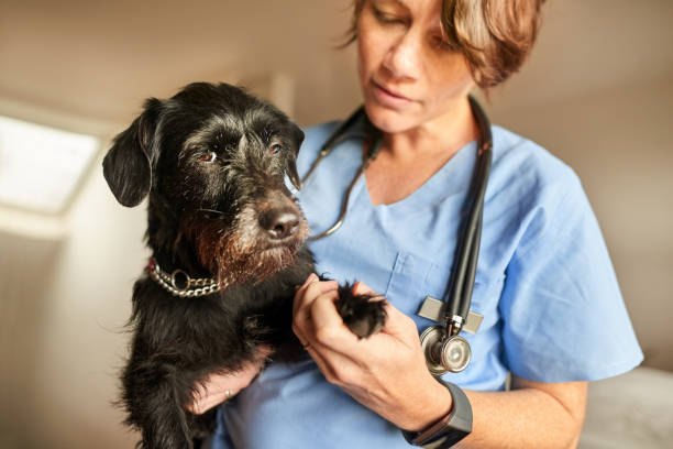 Do Dogs Have High Pain Tolerance Do Dogs Have A High Tolerance For Pain