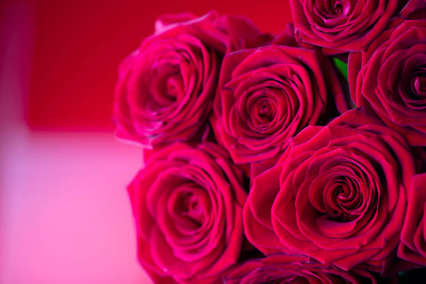 Bunch of roses on the bokeh background. Women’s day gift.