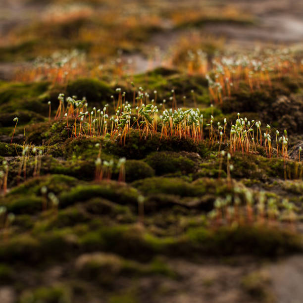istock Spring sprouts of green plants. 1303701022