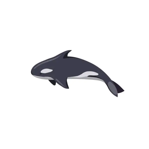 Vector illustration of Isolated Killer whale or Orca in Cartoon style, vector whale on white isolated background, isolated Orca jumps, concept of Ocean life and Aquatic Animals, Nature and Environment, also Wildlife.