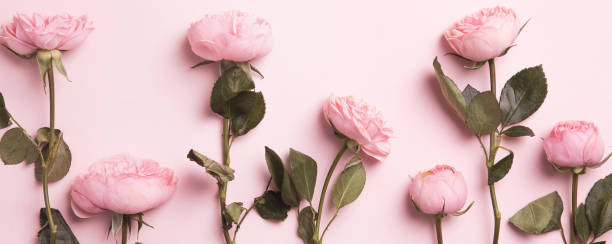 istock Beautiful spring flowers on pink background, flower frame composition 1303702274