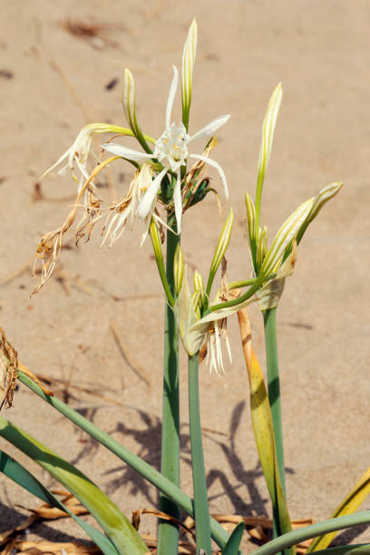 istock Sea daffodil on coastal sands 1303702340