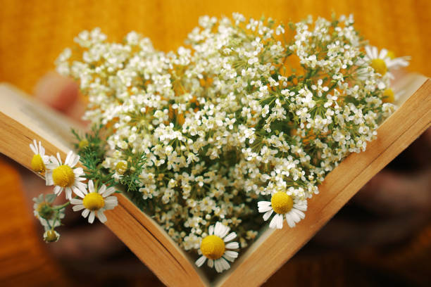 Woman holds book with daisies inside. Female hand with object. Bouquet of wildflowers in open book. Concept of romance.