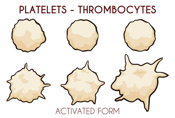 illustrations, cliparts, dessins animés et icônes de ensemble avec plaquettes ou thrombocytes en version normale et activée - blood cell cell human cell animal cell