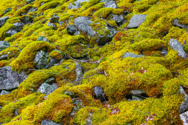 Stone rock texture with green yellow orange moss lichen Utladalen Norway.