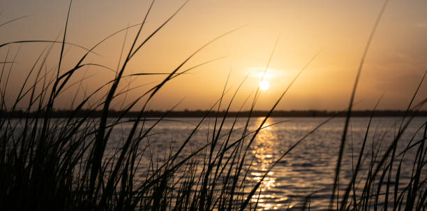 sonnenuntergang über dem cape fear river in north carolina mit blick auf hohes gras. - meeresarm stock-fotos und bilder