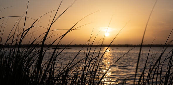 Sunset across the Cape Fear River in North Carolina looking through tall grass.