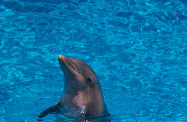 istock A Dolphin view with the blue water at the background 1303708723