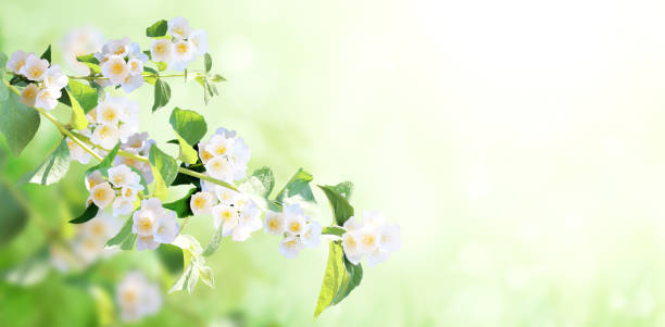 istock Branch of jasmine with flowers 1303710492
