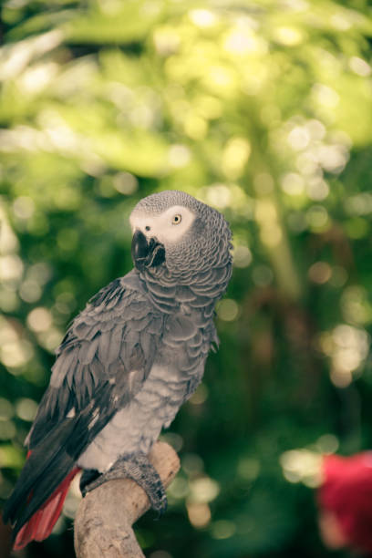 istock A colorful macaw closeup 1303711259