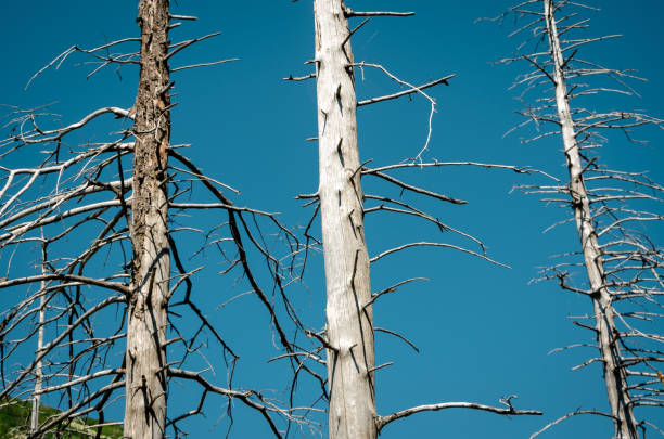 Dead trees on the slopes of the mountains stock photo