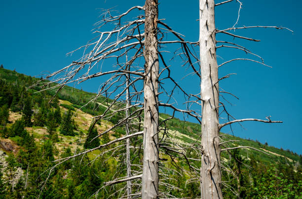 istock Dead trees on the slopes of the mountains 1303711561