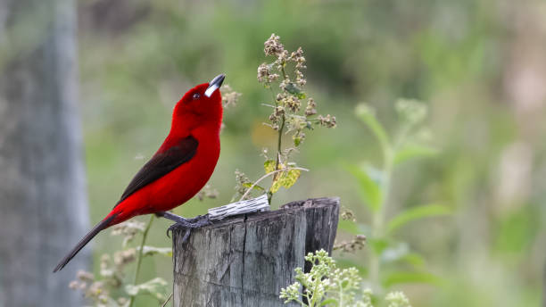 Brazilian Tanager (Ramphocelus bresilius) looking at the sky.