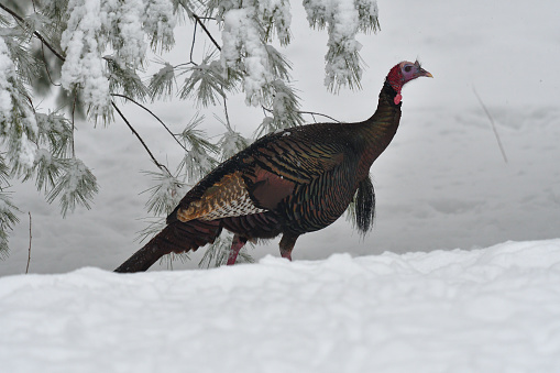 Male wild turkey crossing snowy New England landscape after winter storm, the branches of an eastern white pine tree in the background