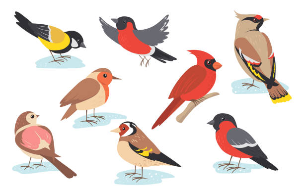 Snowy time winter birds flying or holding branch Snowy time winter birds flying or holding branch. Colorful bullfinch, sparrow, tit, thrush set isolated on white. Vector illustration for nature, wildlife, snow season concept thrush bird stock illustrations