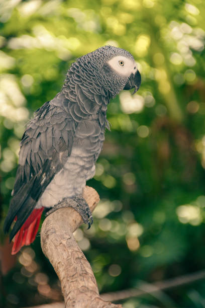 istock A colorful macaw closeup 1303712858