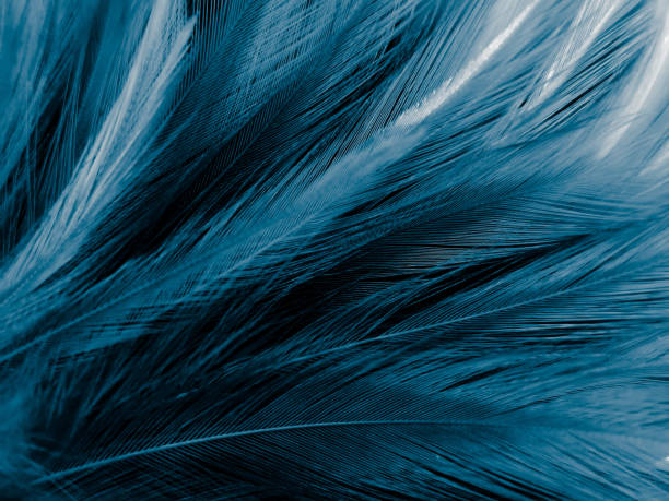 istock Beautiful abstract blue feathers on white background, black feather texture on blue pattern and blue background, feather wallpaper, blue banners, love theme, valentines day, dark texture 1303713158