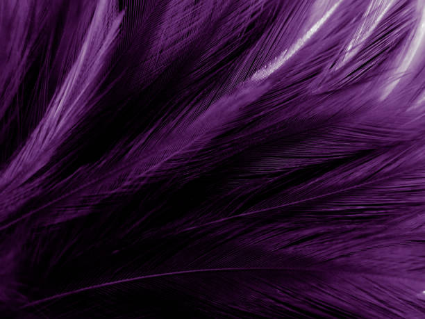 istock Beautiful abstract purple feathers on white background, black feather texture on dark pattern and purple background, colorful feather wallpaper, love theme, valentines day 1303713167