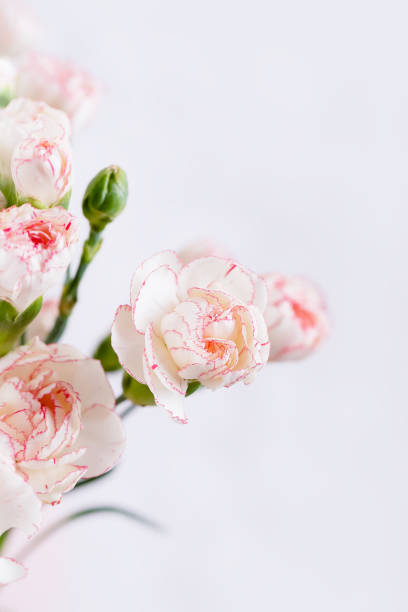 istock Small delicate white with pink rim carnation flowers on a white background 1303714483
