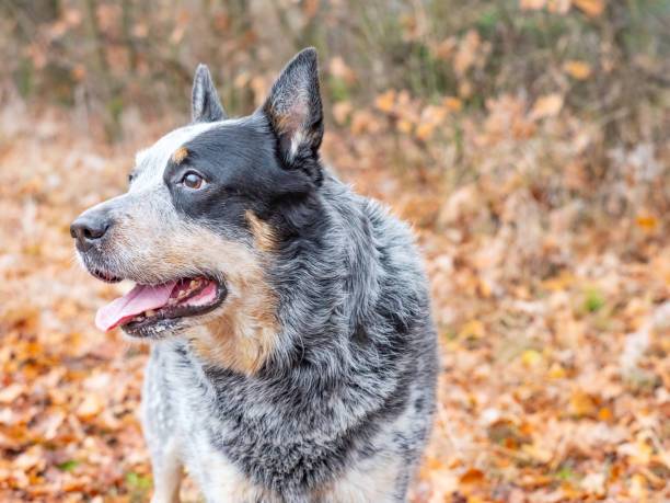 istock Smart working breed dog playing in the leaves 1303714812