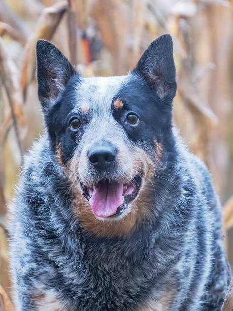 istock Smart working breed dog playing in the leaves 1303714837