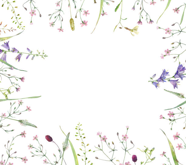 ilustrações, clipart, desenhos animados e ícones de quadro de aquarela de flores rosas selvagens, ervas e sinos - campanula flower design ornamental garden