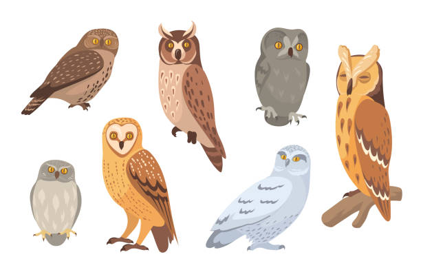 Owl species set Owl species set. Brown, barn, horned, snowy, eagle, hawk owls isolated on white. Vector illustration for wild animals, wildlife, forest birds concept owl stock illustrations
