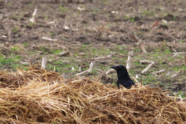 Raabe on the Misthaufen Raabe on a pile of straw crows nest stock pictures, royalty-free photos & images