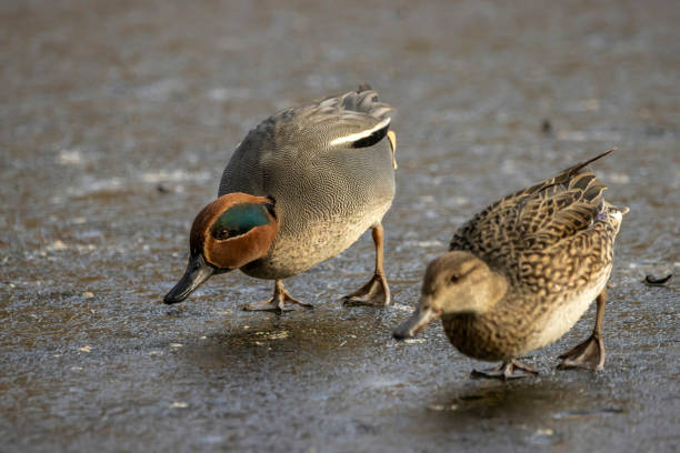 Beautiful male teal ducks at a little pond called Jacobiweiher not far away from Frankfurt, Germany at a cold day in winter. This picture was taken in Raw format and edited in Adobe Lightroom. green winged teal duck stock pictures, royalty-free photos & images