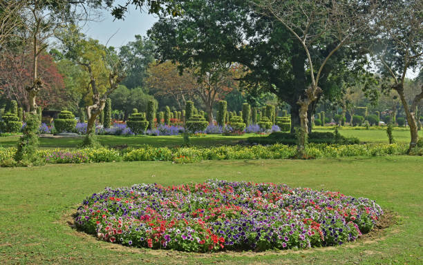 istock Multi Colours winter flowers full bloom 1303720265