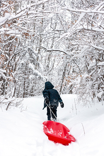 Rear view of a young boy pulling his red sled through the woods after a fresh snowfall.