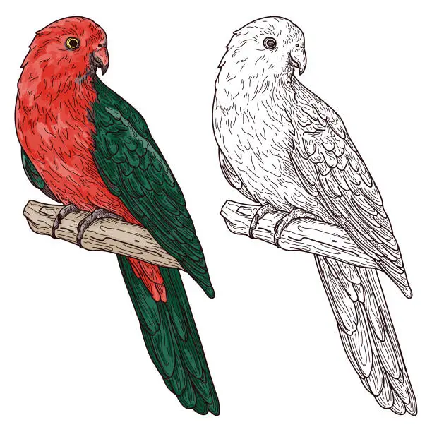 Vector illustration of King Parrot Bird Line Art and Colour