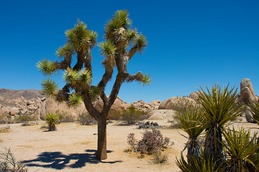 Yucca Brevifolia on a cloudless day in the desert. Diverse plant life.