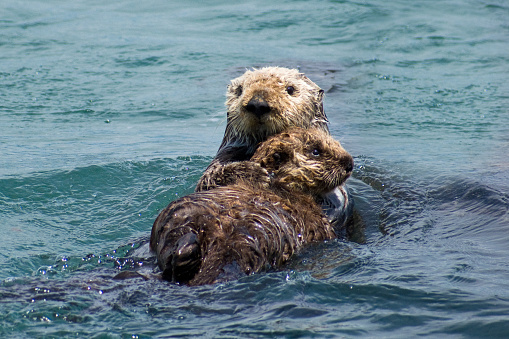 A closeup of a very cute looking sea otter.