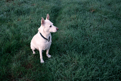 A white dog with a blue collar sitting on a green field.