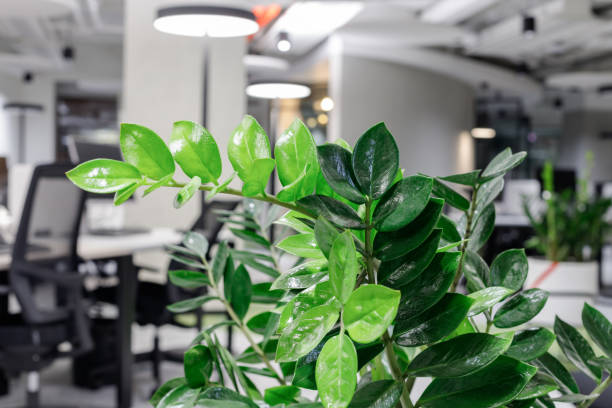 istock View of blurred modern office through an interior plant 1303724228