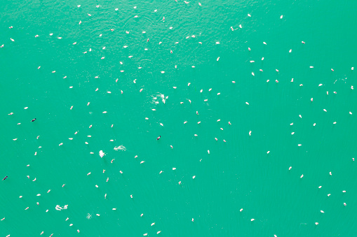 A large group of white water birds feeding on turquoise waters. Taken via drone