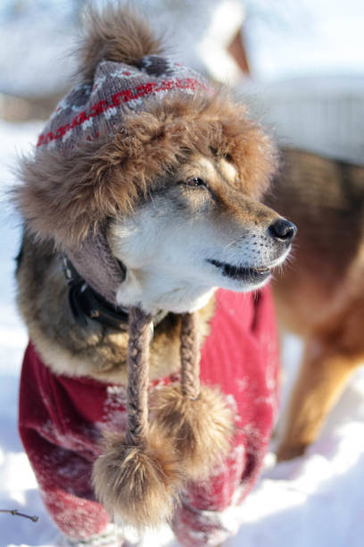 istock Adorable dog wearing a ehtnic hat in a snowy forest 1303725601