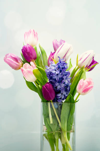 fiori primaverili - hyacinth flower vase daffodil foto e immagini stock