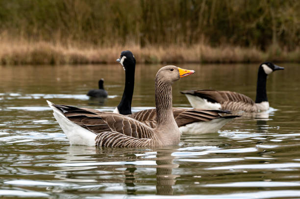 istock Greylag and Canada Geese on a still lake with reflection 1303727948