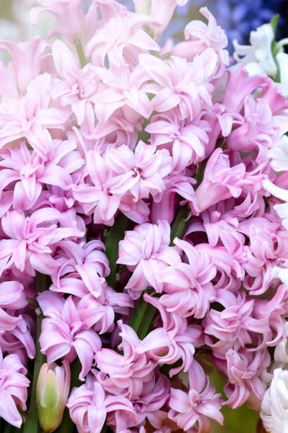 giacinto rosa - hyacinth flower vase daffodil foto e immagini stock