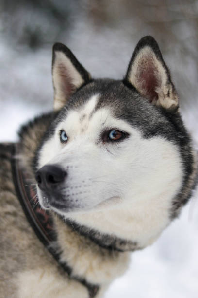 istock Beautiful husky in the snowy forest 1303728353