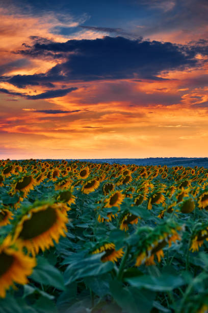 sunflower field in a beautiful sunset, sunlight and clouds