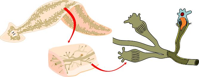 Planaria with excretory system (protonephridia) isolated on white background. Flatworm flame cell. Protonephridia of planaria and other flatworm