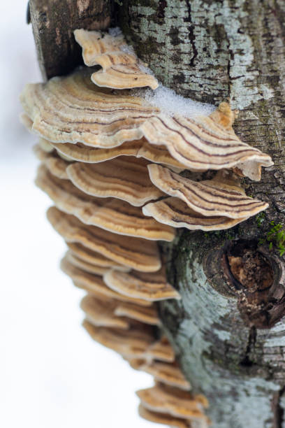 istock A group of shelf fungus 1303728546